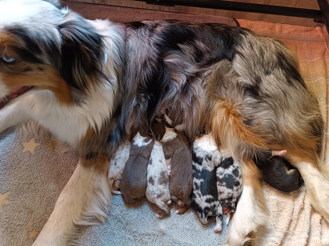 Chiot Berger Australien Des Allebasses