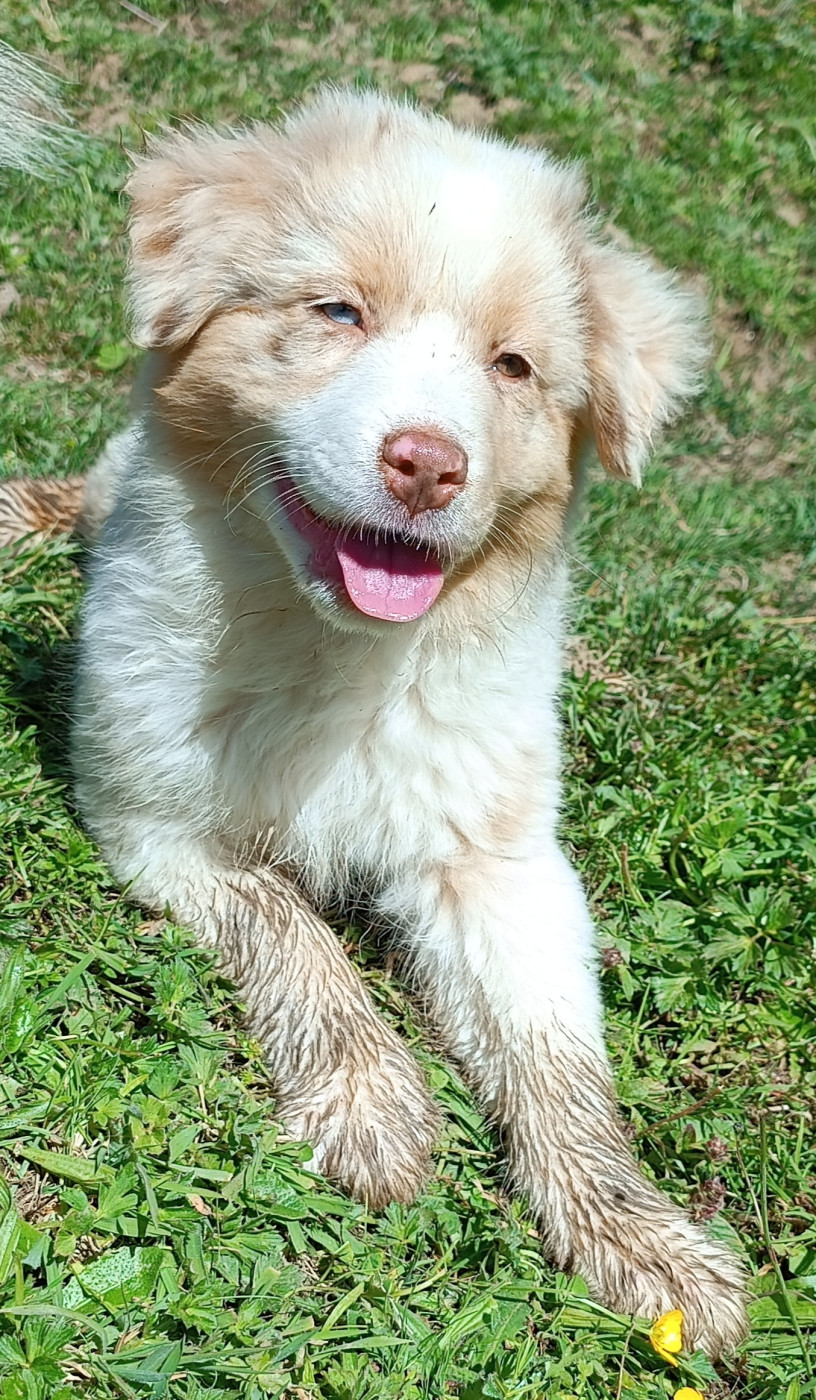 Des Allebasses - Chiots disponibles - Berger Australien