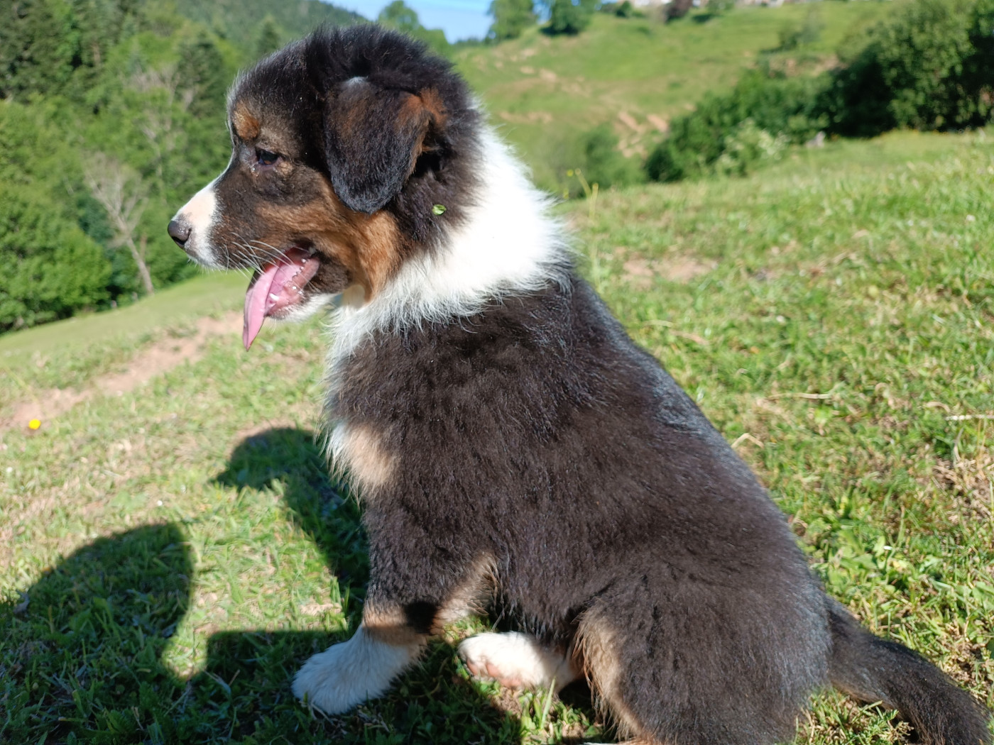 Des Allebasses - Chiots disponibles - Berger Australien