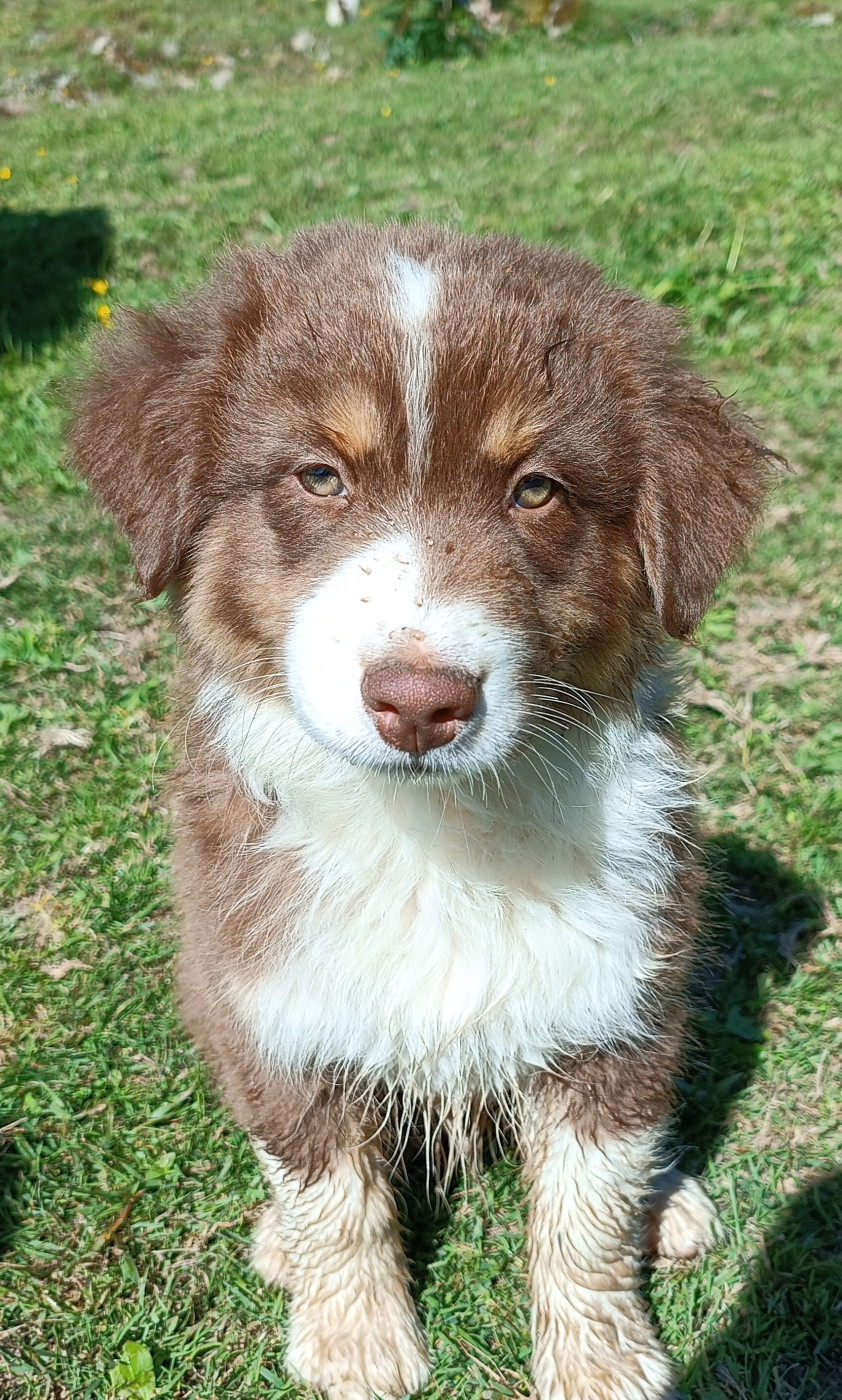 Des Allebasses - Chiots disponibles - Berger Australien