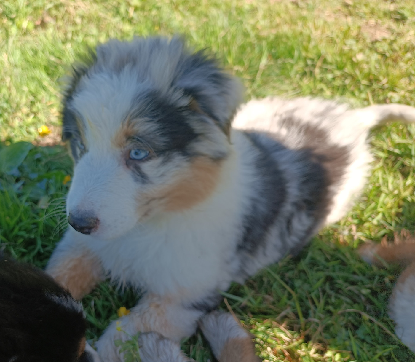 Des Allebasses - Chiots disponibles - Berger Australien