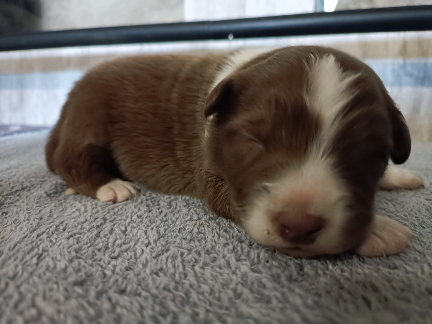 Des Allebasses - Chiots disponibles - Berger Australien