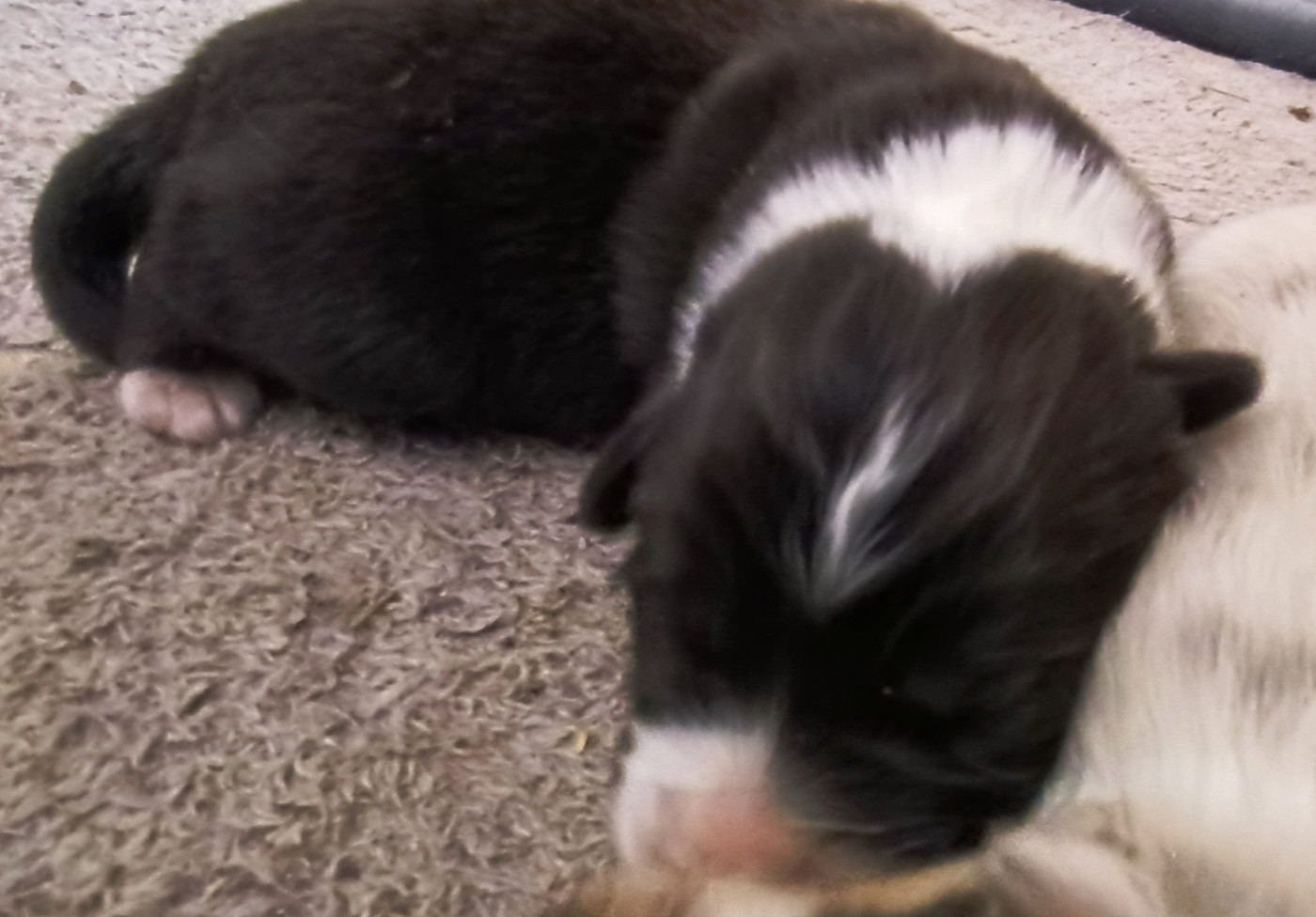 Des Allebasses - Chiots disponibles - Berger Australien