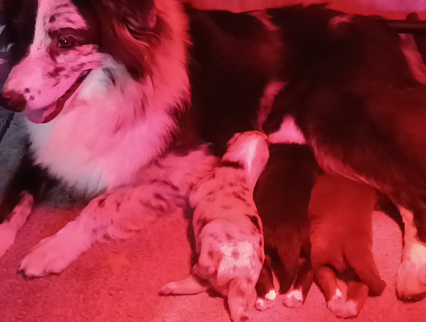 Chiot Berger Australien Des Allebasses