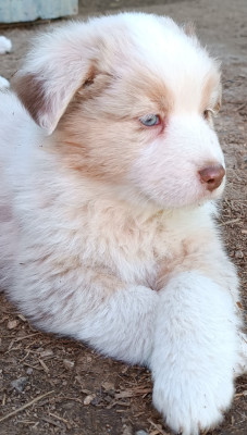 Baïa