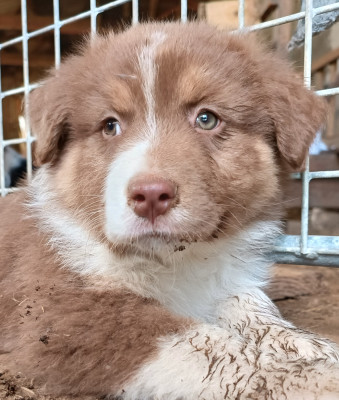 Baorù