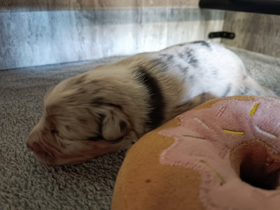 Chiot N°3